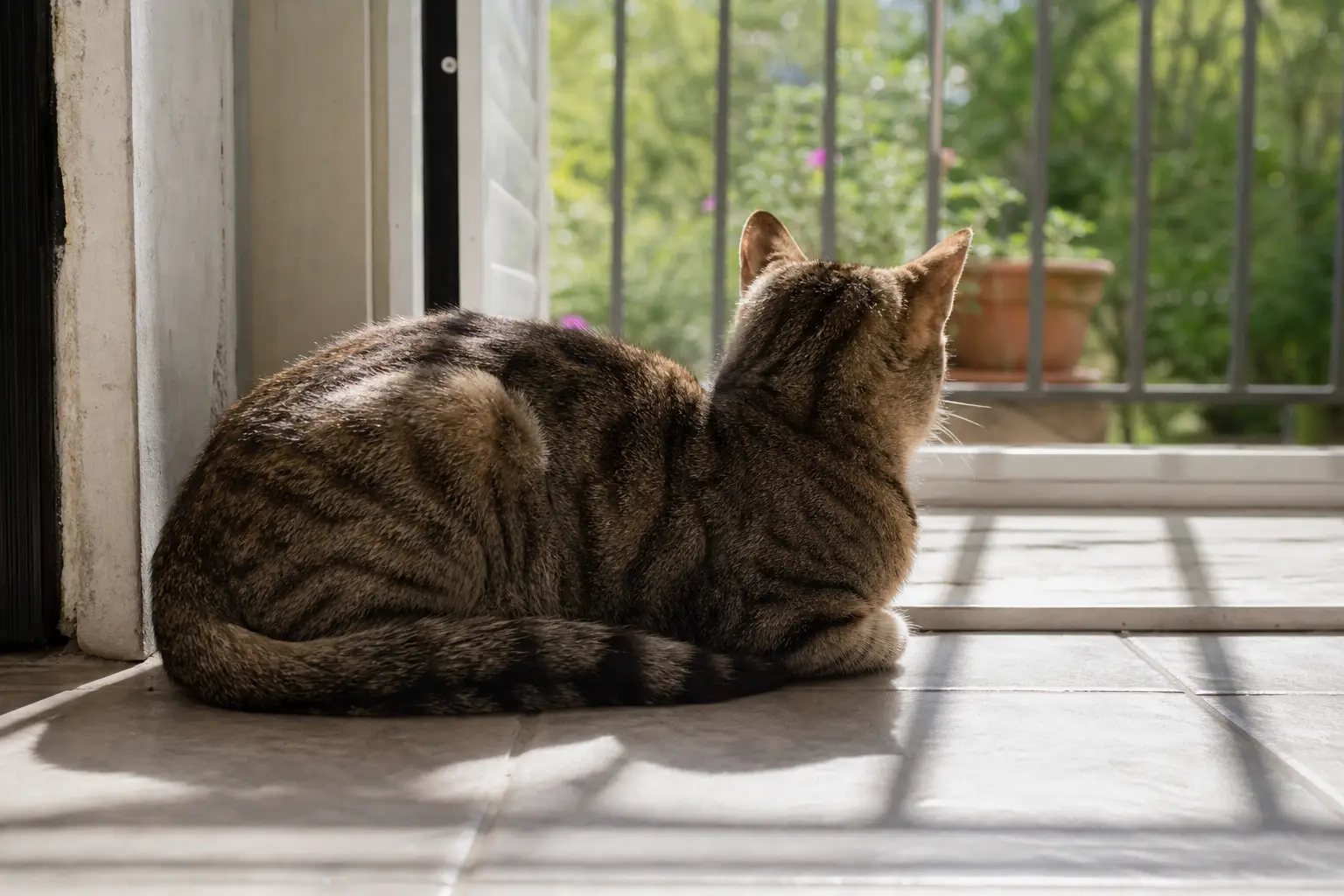 Cat on cool tile near a shaded balcony door